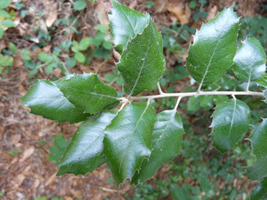 Feuilles alternes et coriaces de forme variable, tantôt fortement dentées tantôt dotées d'un bord lisse. Pourvues d'un petit pétiole, elles sont de petite taille (3 à 7 cm), brillantes et vertes dessus. Agrandir dans une nouvelle fenêtre (ou onglet)